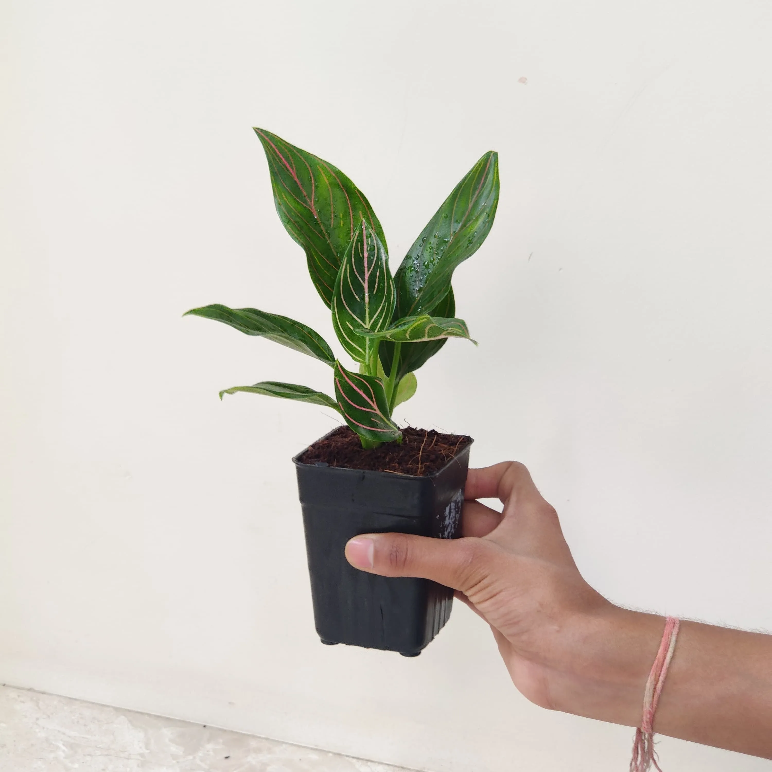 Aglaonema Red Vein Plant (Evergreen)