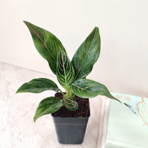 Aglaonema Red Vein Plant (Evergreen)