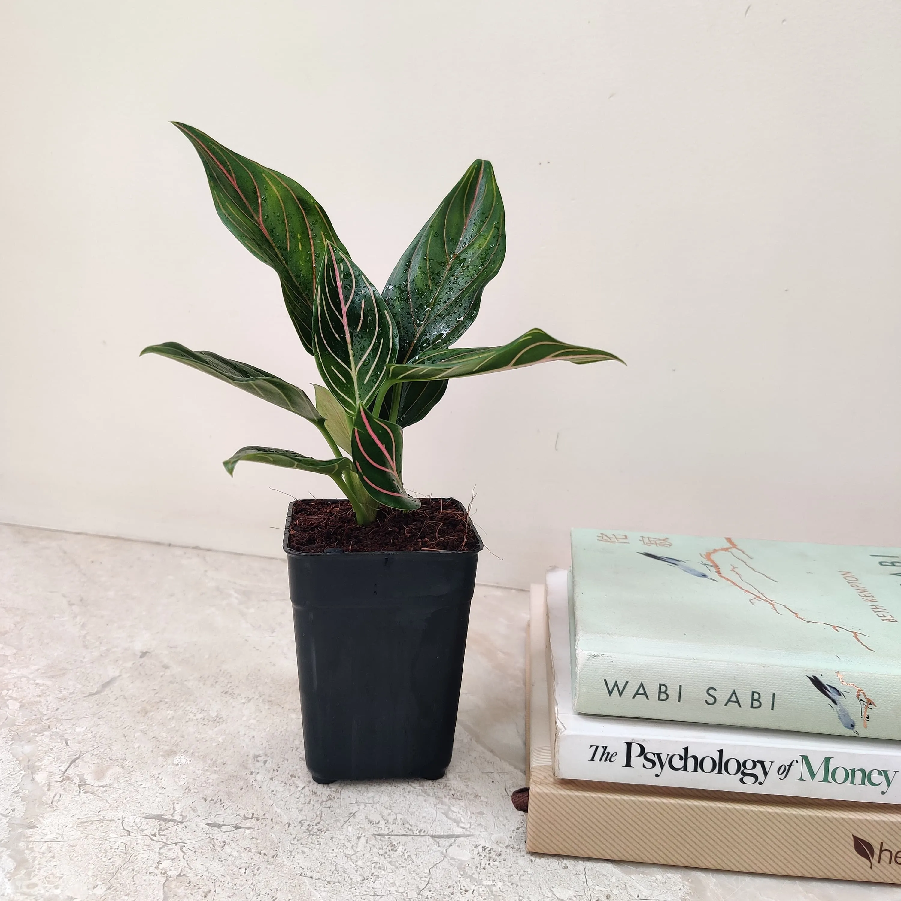 Aglaonema Red Vein Plant (Evergreen)