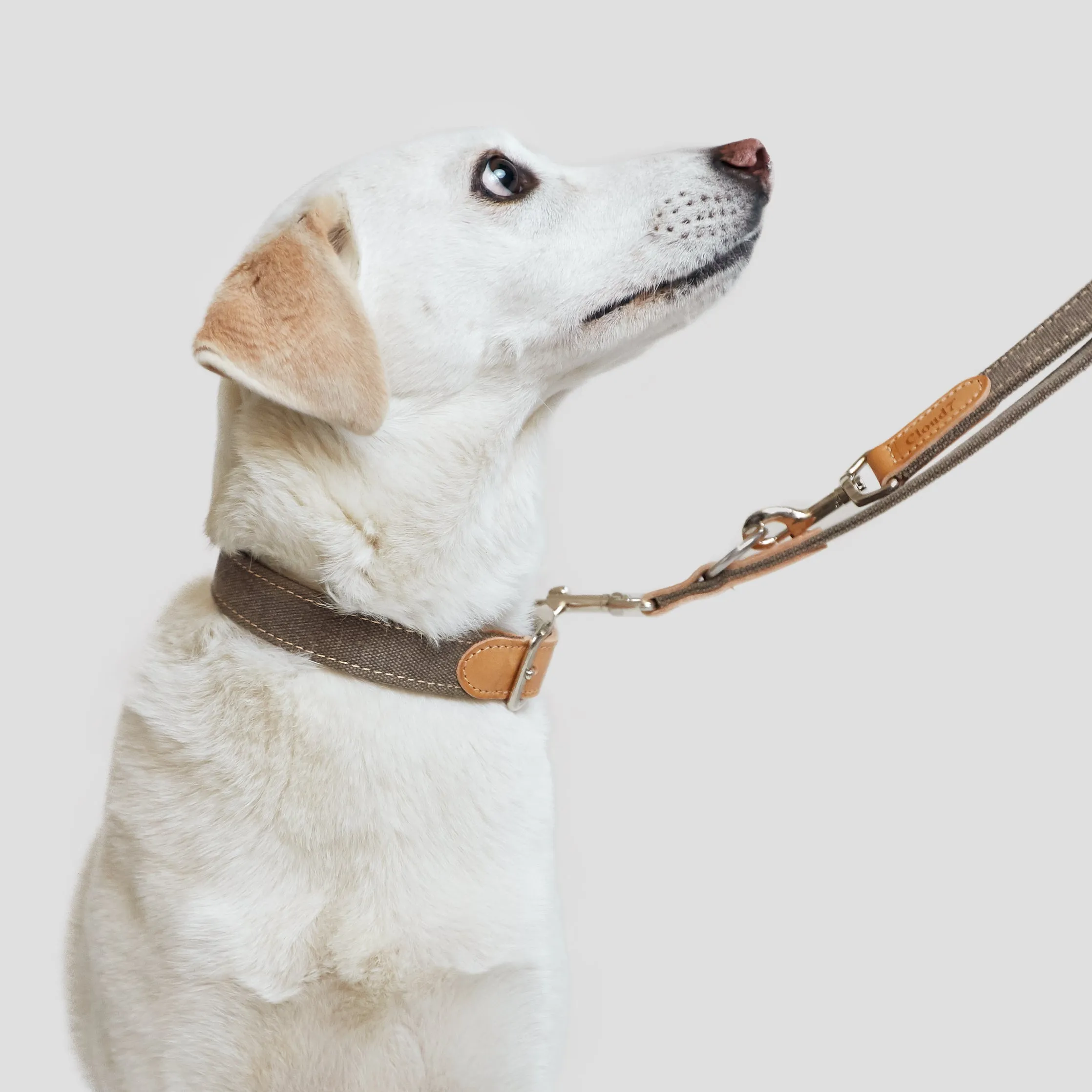 Cloud7: Tivoli Dog Leash in Canvas Leather, Greige