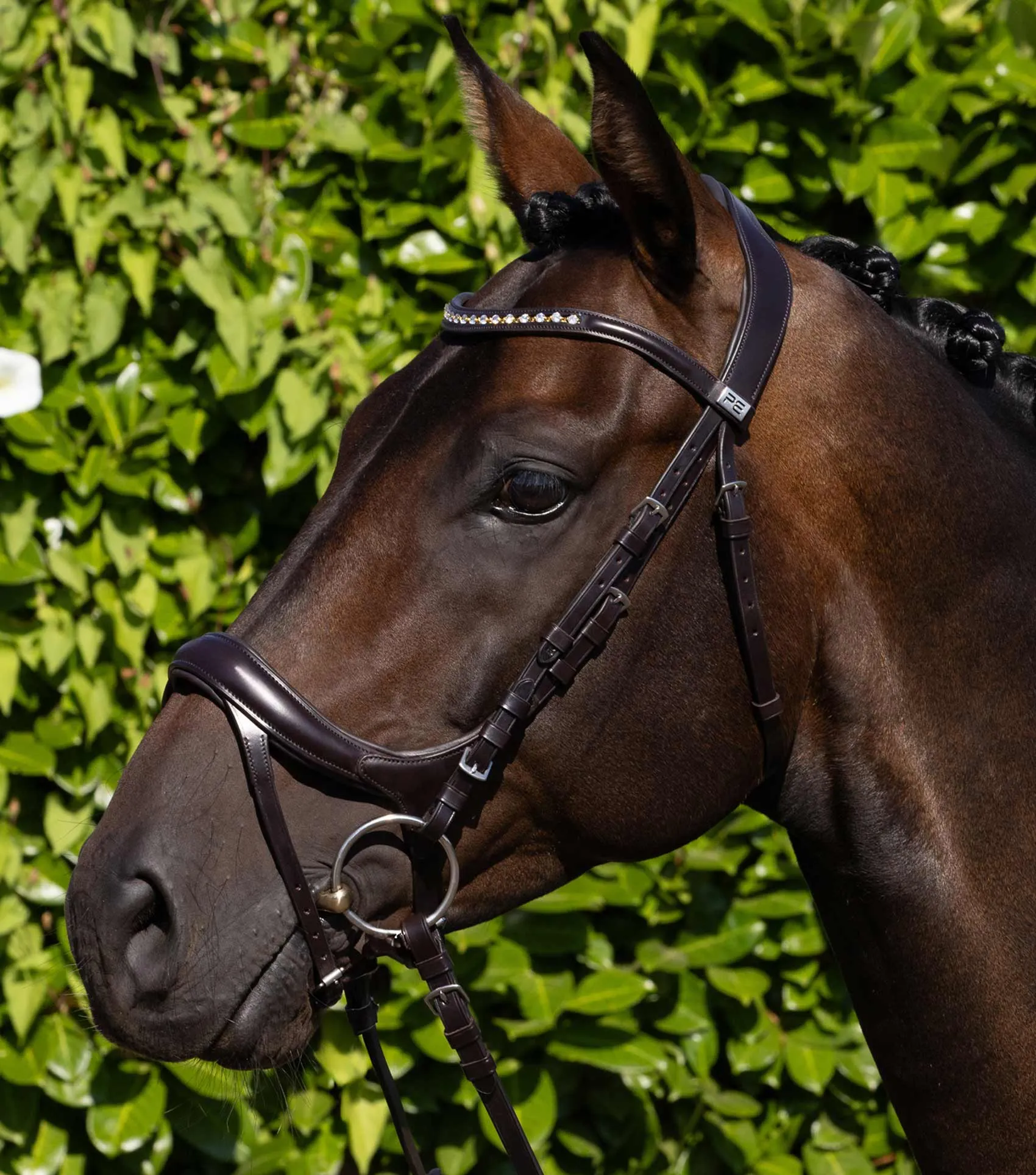 Palazzo Anatomical Bridle Brown