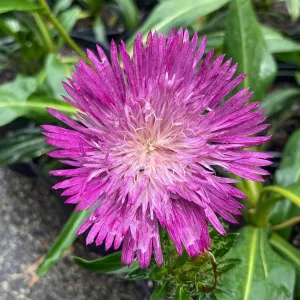 Stoke's Aster - Stokesia laevis 'Color Wheel'