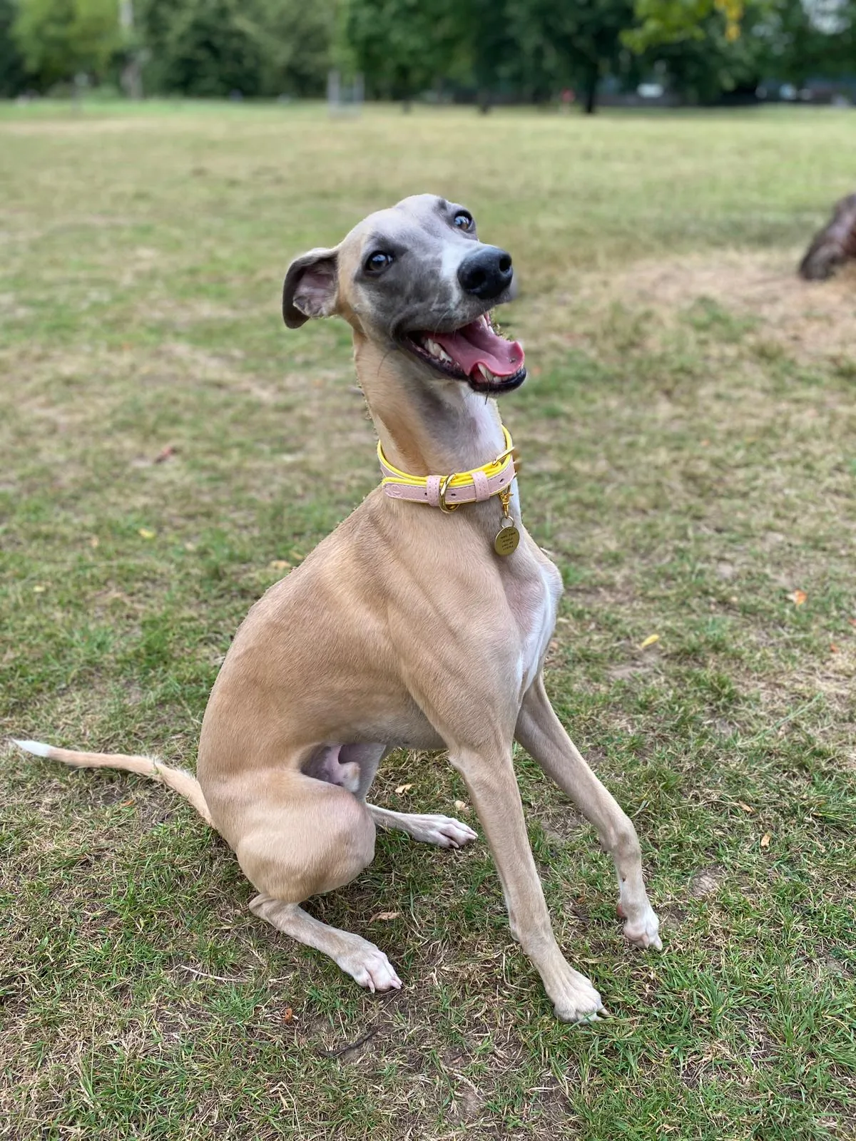 Willow Walks leather collar in two tone pink and yellow